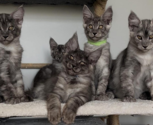 Si te preguntas si Maine Coon es para mí, estás en el lugar correcto