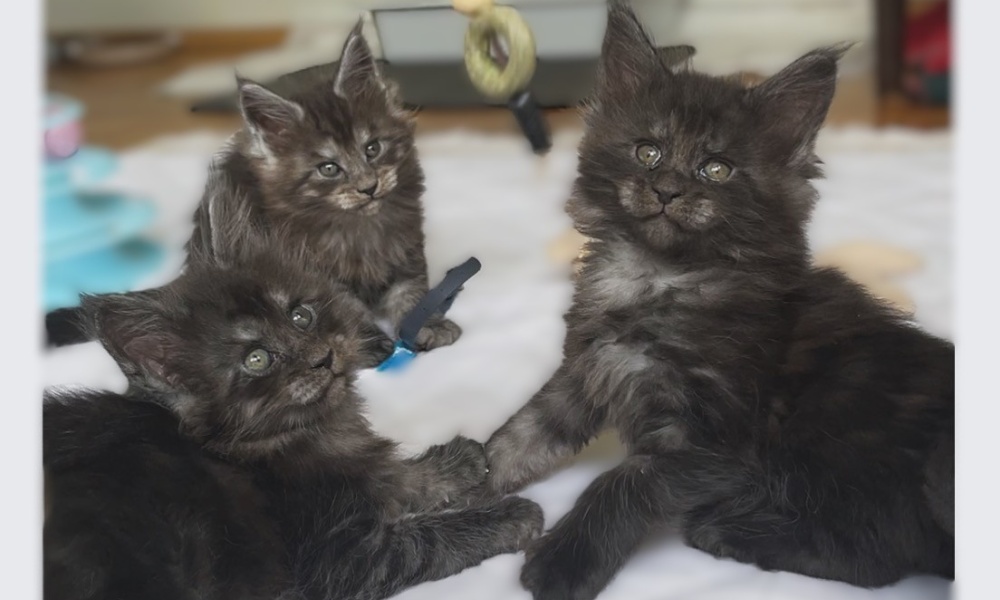 ¿Cómo socializar a un gatito Maine Coon?