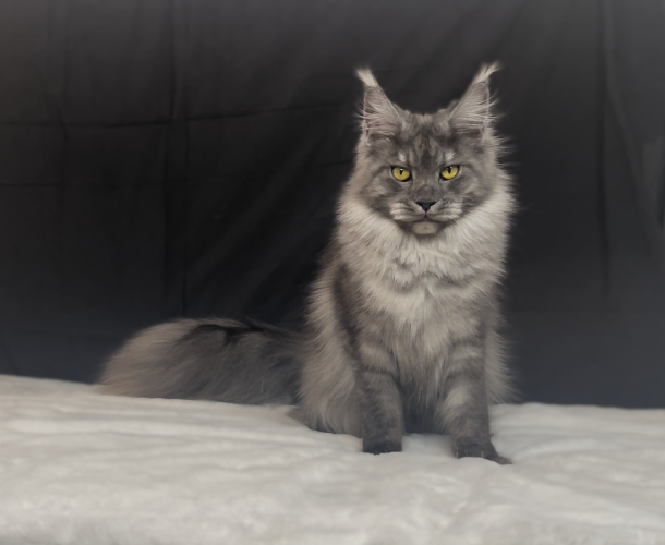 Los gatos grandes del mundo – Maine Coon
