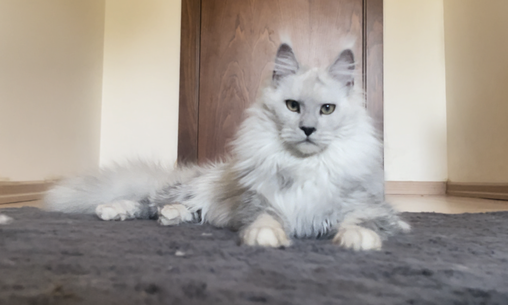 Lo Que Debes Saber Antes de Adoptar un Maine Coon – ¿Es Este el Gato Adecuado para Ti?